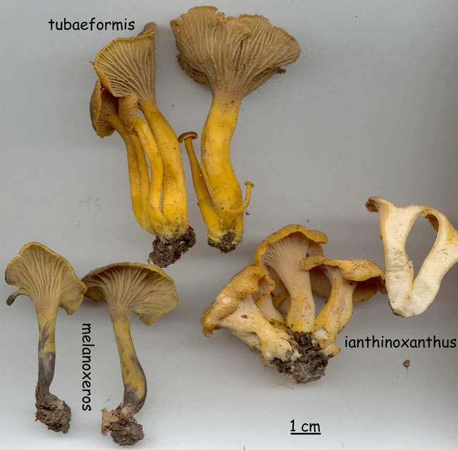 Cantharellus ianthinoxanthus, melanoxeros, tubaeformis